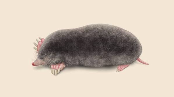 Mole Facts | Get Rid of Moles in Yard | Orkin
