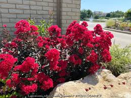 Image result for Lagerstroemia
