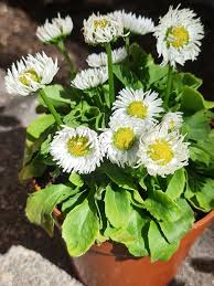Image result for Bellis