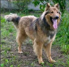 Check spelling or type a new query. Collie German Shepherd Mix 3 Shepherd Mix Puppies Collie Mix Shepherd Puppies