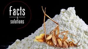 Diatomaceous earth is a classic and most popular organic treatment against insects and eco defense organic home pest control. Diatomaceous Earth Roaches What You Need To Know Cockroach Facts