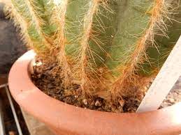 Easy to care for, golden barrel cactus, add a fascinating spiky ball of fun to your home or office. Ask A Question Forum Cactus Turns White From Base Garden Org