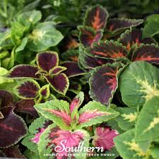 Image result for Coleus esculentus