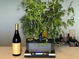 Ariel kanter is the director of commerce at serious eats, where she manages everything from equipment reviews to gift guides. The Aerogarden Harvest Is A Countertop Planter That Doesn T Require Soil I Used It To Grow A 3 Foot Dill Plant In My Kitchen Business Insider India