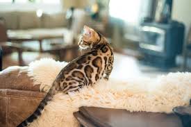 Colors and patterns commonly found on bengal cats. Pocket Leopards Bengals Home