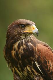 Birds Of Prey Digital Release Date Controlling Predatory Birds What To Do For Birds Of Prey In My Garden British Birds Of Prey Common Garden Birds Birds Of Prey