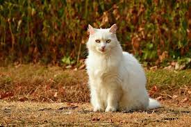 Check spelling or type a new query. 5 Arti Mimpi Bertemu Kucing Pertanda Sedang Dilanda Masalah