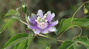 Check spelling or type a new query. Native Gardening In Oklahoma