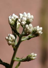 Image result for Gnaphalium