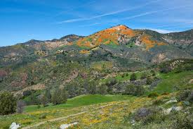 There are bulbs and stalwart bloomers in the winter months that might be thought of as spring flowers in a the above southern california garden is located in the foothills in a nearly frost free part of the valley. 10 Best Places To See California Spring Blooms And Wildflowers This Life Of Travel