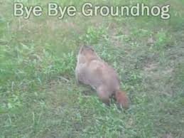 The most efficient method to keep wild animals out of your garden is, of course, with a fence. Groundhog Inside The Garden Upgrading Fence Ground Hog In Garden Youtube
