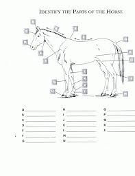 Horse Anatomy Jpg 2480 3229 Horse Anatomy Printable Worksheets Kids Worksheets Printables