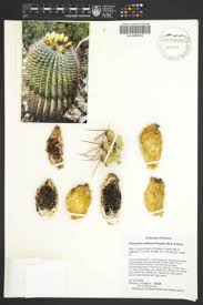 The fish hook barrel cactus is found throughout southern and central arizona at elevations between 100 two types of spines grow out of the ribs, the reddish, hooked spines (for which the cactus is cactus bees pollinate the flowers. Seinet Portal Network Ferocactus Wislizeni