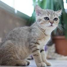 Petcim Com Ucretsiz British Shorthair Sahiplenmek Facebook