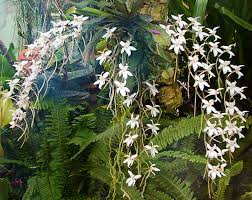 Image result for Aerangis ugandensis