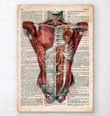 This method requires a graphics editor that can handle transparent pictures of organs are found on the project's main page. Menschlichen Rumpfes Anatomie Medizin Poster Codex Anatomicus