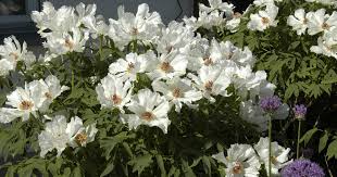 Einfach pfingstrose kaufen auf gartencenter koeman. Paeonia Suffruticosa Weiss Strauch Pfingstrose Bauer Baumschulen Ag