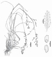 Image result for Eragrostis atrovirens