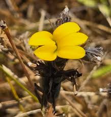 Image result for Monopsis