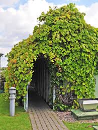 Виноград Амурский - Весна - Лианы - Декоративные - Семена и ...