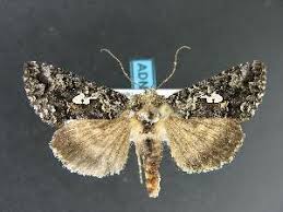 Image result for Syngrapha hochenwarthi