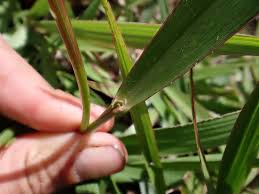 Image result for Urochloa brizantha