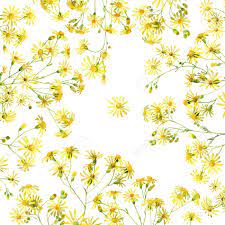 Big yellow watercolor flowers face mask. Background Of Yellow Watercolor Flowers Stock Photo Picture And Royalty Free Image Image 128604748