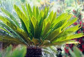 Image result for Cycas