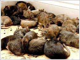 Getting rid of pests is entirely possible but there's one golden rule: Mouse Control Toronto How To Get Rid Of Mice Mice Control Toronto