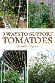 Whether short or tall, big or small, i've got a list of different options which will help ensure your tomatoes have the support that they need to give you huge quantities of fresh produce! 9 Creative Diy Tomato Trellis Ideas Tomato Trellis Diy Tomato Trellis Types Of Tomatoes