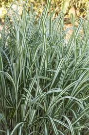 Afbeeldingsresultaat Voor Japanese Silver Grass Tall Grass Landscaping Japanese Garden Plants Ornamental Grass Landscape