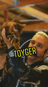 Roaring stunning Toyger 🐯❤️ #toyger #lcww #stevenmeserve #catslover  #catwalk #cattok #cats #catlovers #usa #catshow #catextravaganza #catjudge  #seattle @LCWW Loving Cats Worldwide @LCWW Loving Cats ...