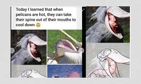 San antonio is the most consequential. Do Pelicans Cool Down By Pushing Their Spine Out Of Their Mouth
