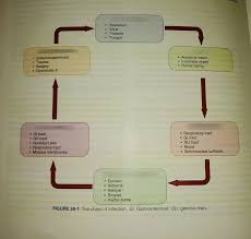 This is the favorite target of common household pests, such as ants, insects, and cockroaches. Fundamentals 2nd Lecture Diagram Quizlet