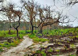 We did not find results for: The Amazing Rebirth Of Nature After Death From Wildfire