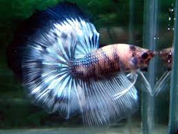Http Bettasource Com Uploads Images 246 Marble Jpg Betta Fish Types Betta Betta Fish