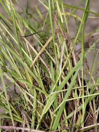 Image result for Hemarthria natans