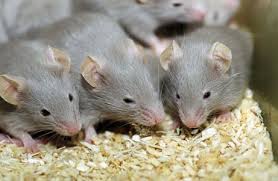 There are many steps you can take to ensure the mice stay deterred from your property. So Cute Mice Getting Rid Of Mice Pest Control Mice Getting Rid Of Rats