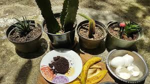 En nuestros top 10 hay los más vendidos artículos de fertilizantes para cactus y suculentas 2020, no los best sellers 2019, 2018 o 2017 o datos antiguos que ahora no sirven. Tienes Cactus Aplicale Esto Y Los Tendras Hermosos Siempre Youtube