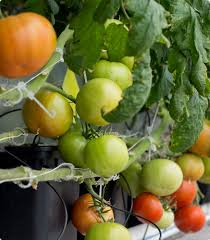We did not find results for: Tomato Plant Breeding Program University Of Florida Institute Of Food And Agricultural Sciences University Of Florida Institute Of Food And Agricultural Sciences Uf Ifas