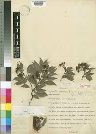 Image result for Cynometra alexandri