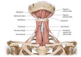 Your neck is like no other part of the vertebral spinal column and enables your head and neck a wide range of motion. 1 The Anatomy And Physiology Of The Neck Ento Key