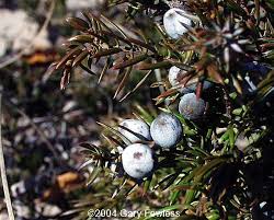 That soft blue rug on the left is blue pacific juniper. Trees Of Wisconsin Juniperus Communis Common Juniper
