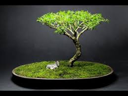 Serissa japonica, lycium japonicum, lycium foetidum. Serissa Alchetron The Free Social Encyclopedia