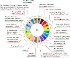 Qualification with some modifications this. Proteome Wide Profiling And Mapping Of Post Translational Modifications In Human Hearts Scientific Reports