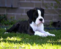 Fawn Brindle Boxer Puppies Available Boxer Puppies For Sale European Boxers German Boxers Dogs Germa Boxer Puppies Brindle Boxer Puppies Boxer Dogs Facts