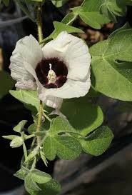 Image result for Gossypioides kirkii