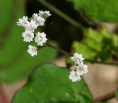 Image result for Boerhavia erecta