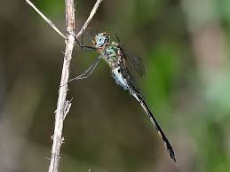 Image result for Odontosoria africana