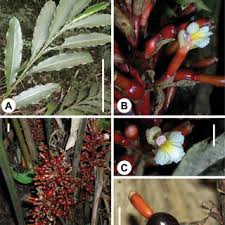 Image result for Aframomum corrorima